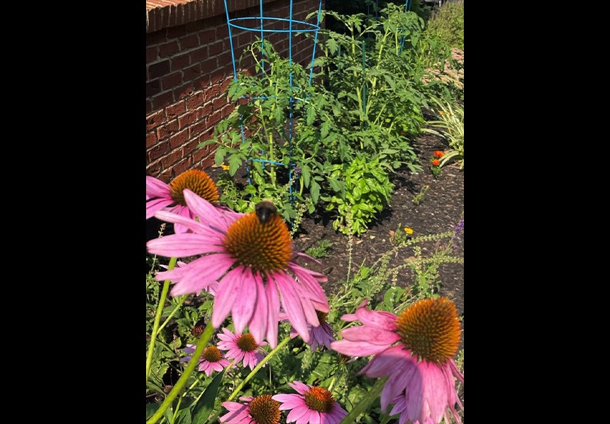 Dental office urban garden space